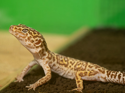 シン「やばい生き物」博士